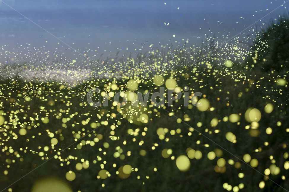 반딧불이,여름,별,보케,축제,야경,밤,풍경,nightscape,night,landscape,insect,곤충,invertebrate,무척추 동물,firefly,반딧불,animal,동물