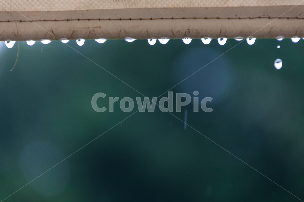비오는날,비,숲,환경,촉촉한,비,비오는날,rain,rainy