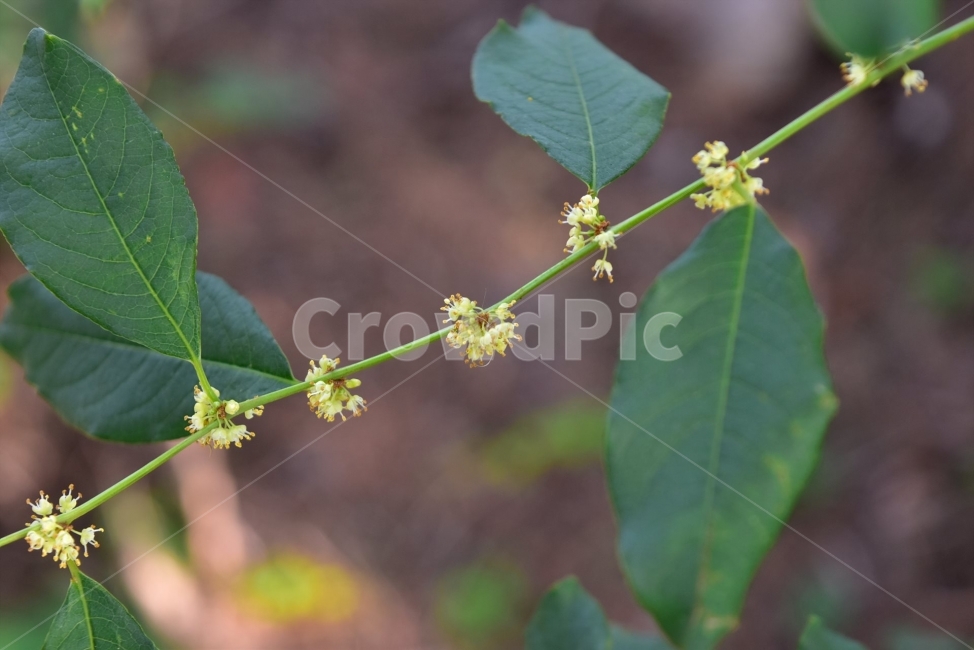 vegetation,spring,healing,ecology,plants,season,fall flowers,light yellow,Emotion,mountain flower,Flower,nature,tree,Clown Ssari,woody,flower,wildflowers,background,plant,wild flowers,autumn,wild