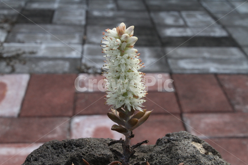 와송,꽃,식물,약초,flower,Orostachysjaponicus,식물,자연,plants,nature,꽃,flower