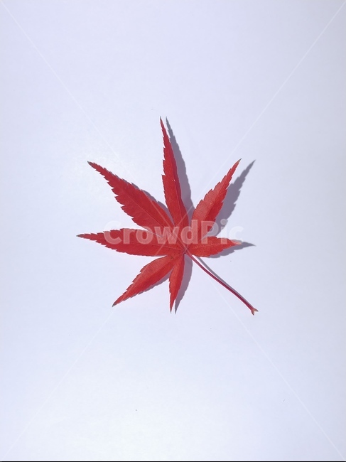 가을,단풍,나뭇잎,단풍잎,낙엽,잎,leaf,식물,나무