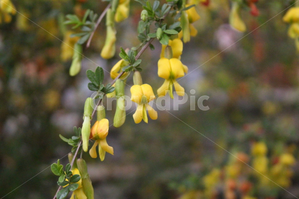 골담초,caraganasinica,꽃,plant,식물,leaf,잎,pottedplant,화분,약초,노란색,노란꽃,yellow,건강,healty,봄,spring