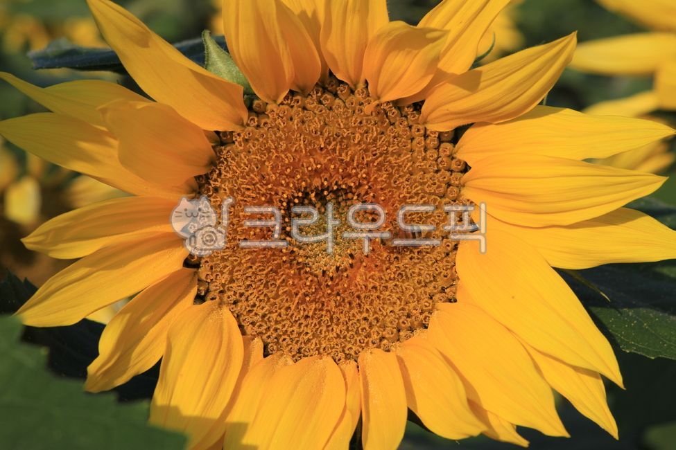 sunflower,해바라기밭,sunflowerfield,sunflowerflower,해바라기꽃,해바라기,가을