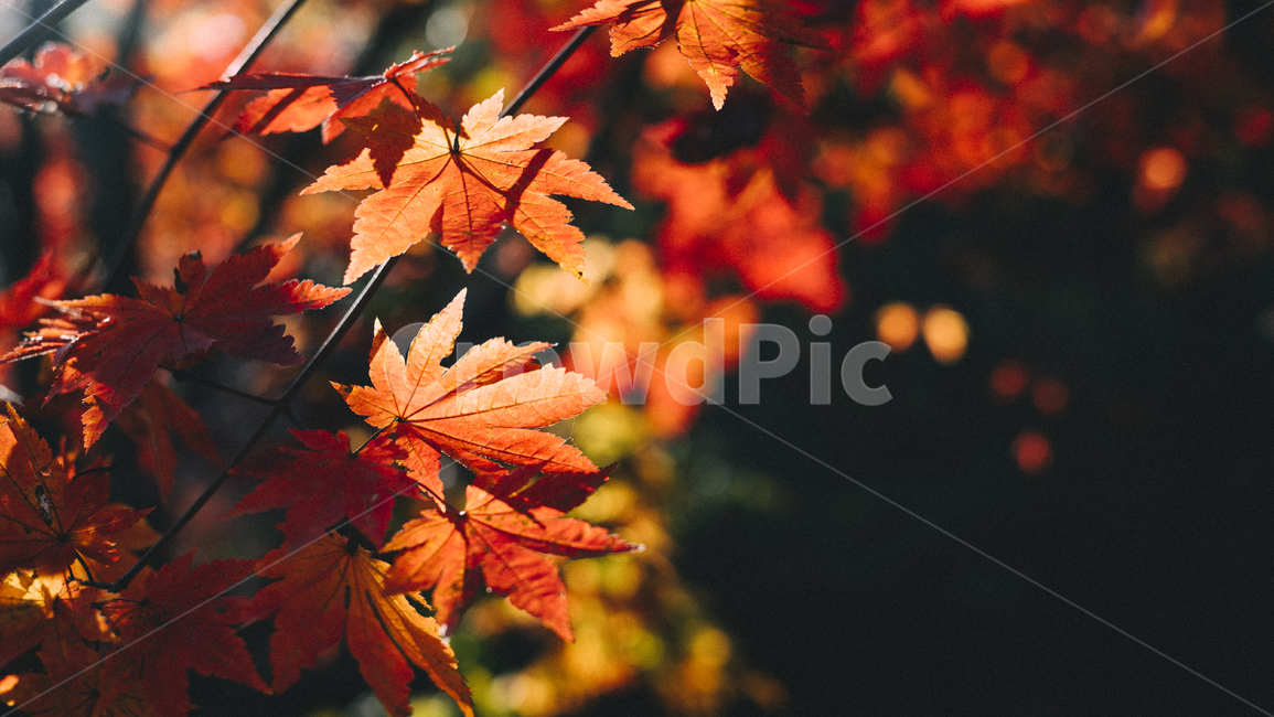 단풍,가을,빨강,autumn,fall,maple,나뭇잎,leaf,autumncolor,잎,자연,nature,가을,계절,fall,autumn,season,식물,자연,plants,nature,plant,tree,나무