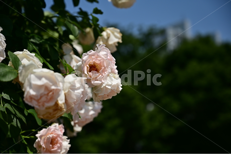 장미,rose,꽃,flower,식물,장미광장