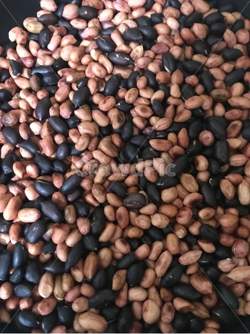 땅콩,농사,농업,자연,농촌,음식,식재료,요리,food,cook,meal,dishes,food reserves,콩류,견과류,beans,pulse,nuts,dry fruits