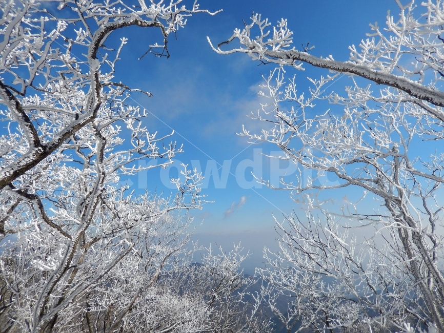 소백산,눈꽃풍경,상고대,겨울풍경,국립공원,겨울동화,힐링,감성,아름다움,뷰티풀,설국,눈풍경,파란하늘,100대명산,겨울명산,설경,서리꽃,영동,snow,landscape,눈,화이트,자연,신비로운,경이로운,천상,비경,치유,산,명산,겨울,계절,winter,season,자연,풍경,nature,landscape,한국자연풍경,한국자연경관,korea nature landscape,식물,plants,나무,trees,wood,ice,얼음,outdoors,옥외,frost,서리