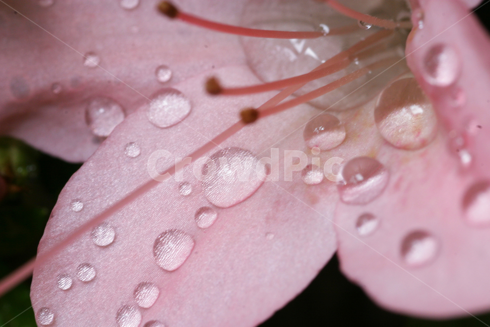 철쭉,꽃사진,꽃,이슬,꽃이슬,식물,자연,plants,nature,꽃,flower