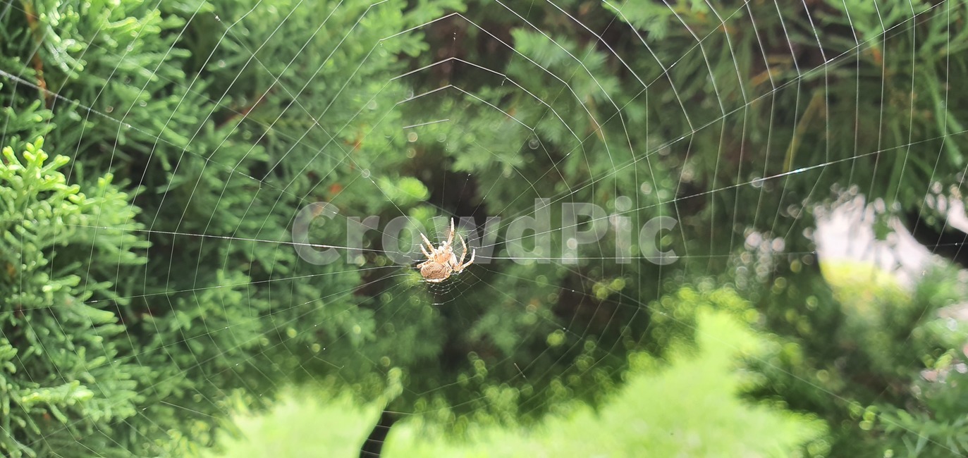 거미,거미줄,곤충,사냥,나무,자연,생물,곤충,벌레,insect,bug