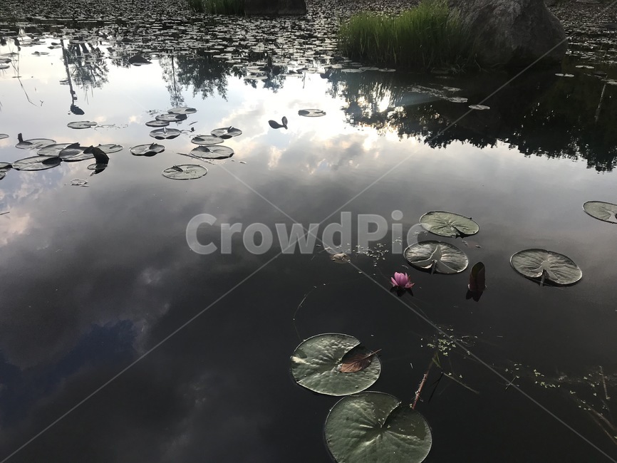 물,water,자연,빛반사,연꽃,연잎,강,자연,풍경,nature,landscape,land,땅,outdoors,옥외