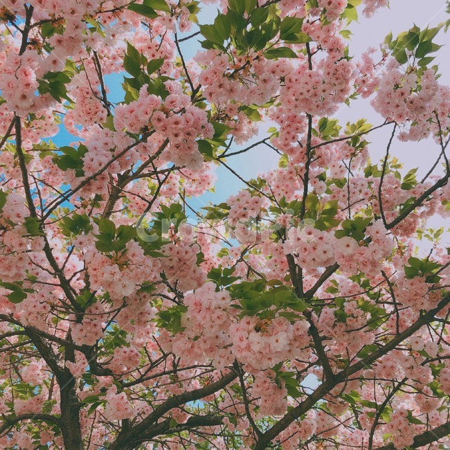 봄,벚꽃,하늘,나무,꽃,핑크,색감,감성,식물,자연,plants,nature,꽃,flower