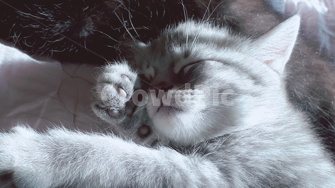 새끼고양이,귀여운,pet,cat,낮잠,예쁜