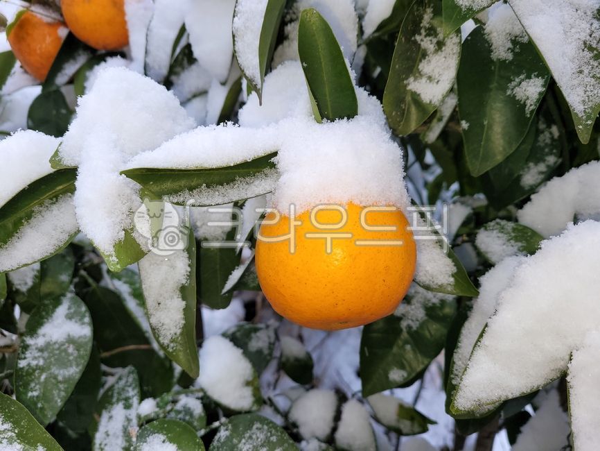 귤,감귤류과일,과일,눈,fruit,food