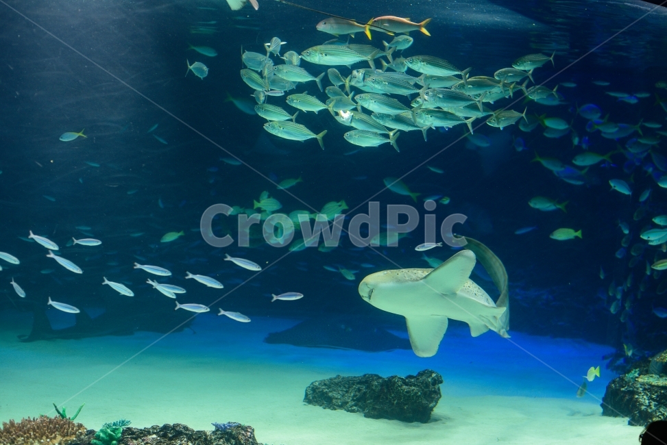 shark,water,aquarium,swimming,Pisces,coral,fish,animal,Nemo,swim