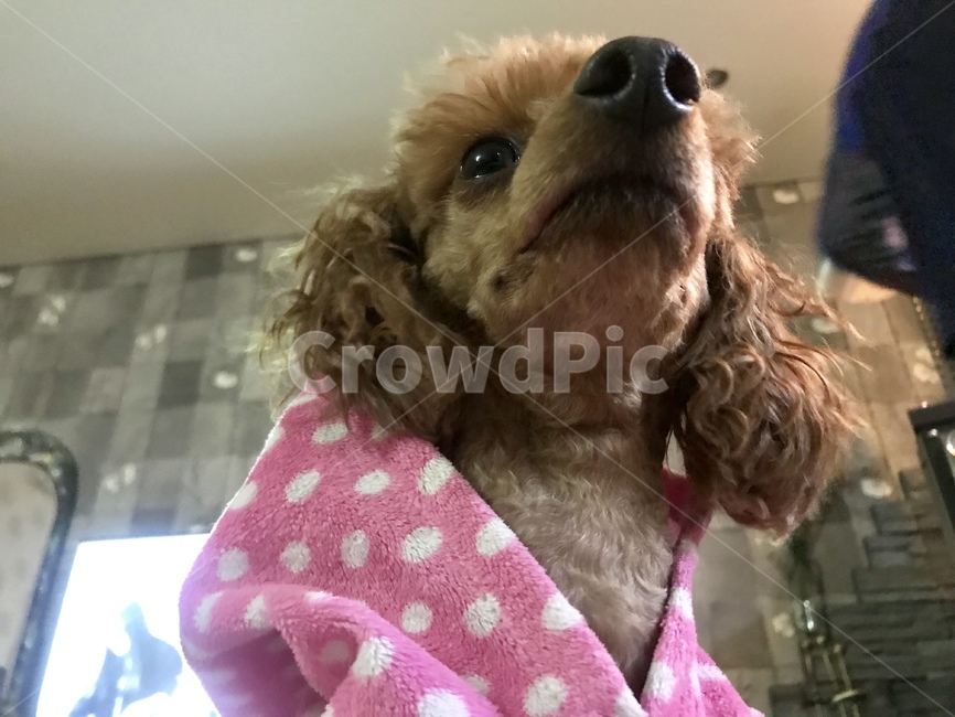 강아지,푸들,개,강아지모델,애프리푸들,강아지일상,강아지화보,소형견