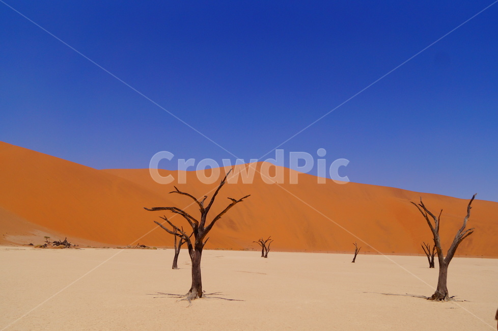데드블레이,마른나무,사막,죽은나무,namibia,deadvlei,desert,tree,deadtree,drytree