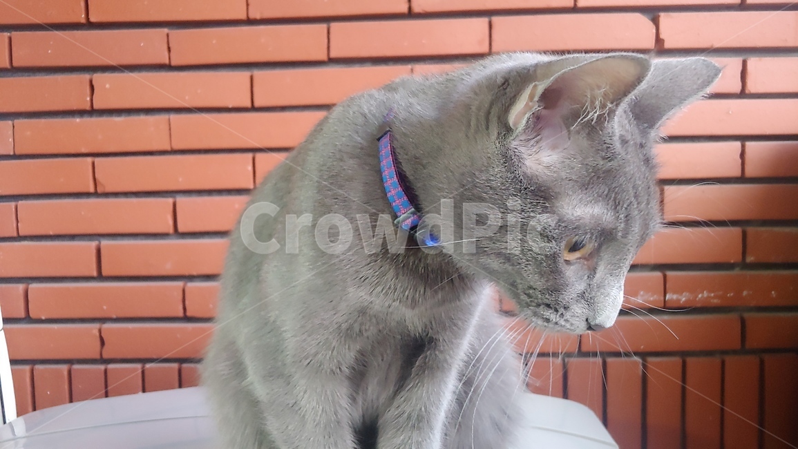 고양이,동물,cat,pet,animal,러시안블루,회색,gray,애완동물