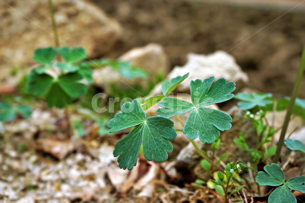 매발톱꽃,꽃,columbine,buds,leaves,beforeflowering,미나리아제비과,식물,자연,plants,nature,꽃,flower