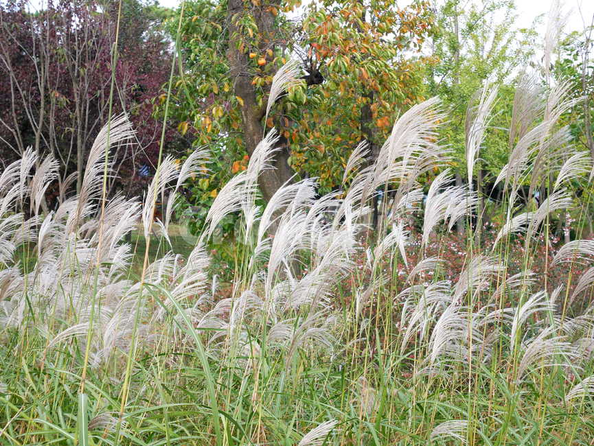 갈대,계절,식물,자연,season,plants,nature,flower,식물,자연,plants,nature