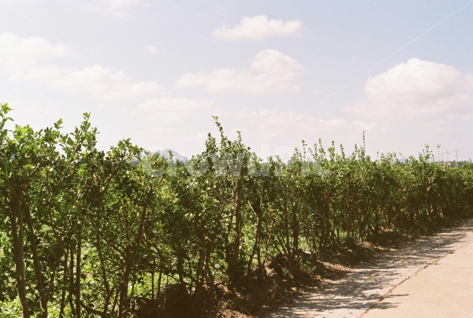 필름사진,길가,도로,나무,하늘,자연,풍경,nature,landscape,outdoors,옥외
