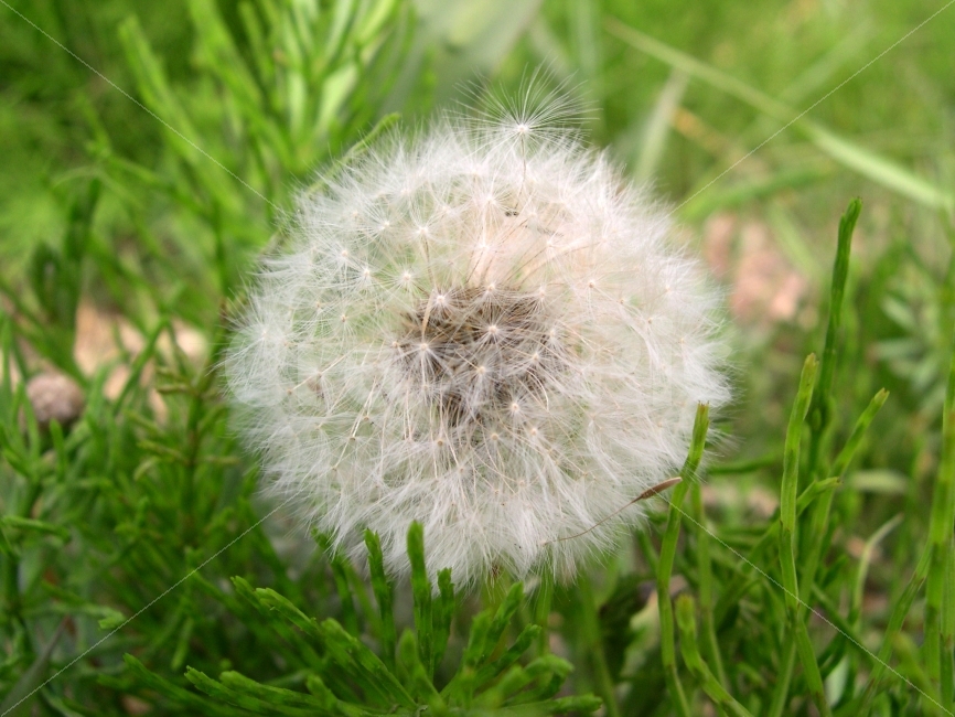 민들레홀씨,민들레,식물,꽃,dandelion,nature,자연,식물,자연,plants,nature,꽃,flower