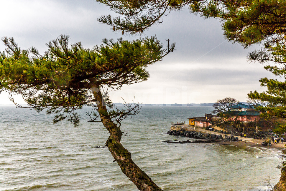 사찰,풍경,관광명소,문화유산,전통,자연,풍경,nature,landscape,한국자연풍경,한국자연경관,korea nature landscape,식물,plants,나무,trees,wood,plant,tree