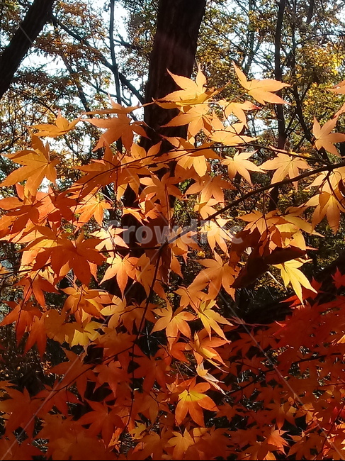 단풍,단풍잎,단풍나무,가을,leaf,잎,plant,식물,tree,나무,계절,fallautumnseason,outdoors,옥외,자연풍경,naturelandscape,가을,계절,fall,autumn,season,식물,자연,plants,nature,maple