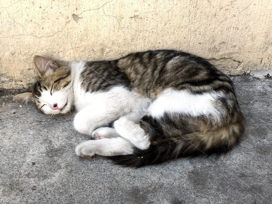 애완동물,pet,동물,animal,포유류,고양이,cat,동물,animal,포유류,mammal,고양이,cat,kitten,kitty