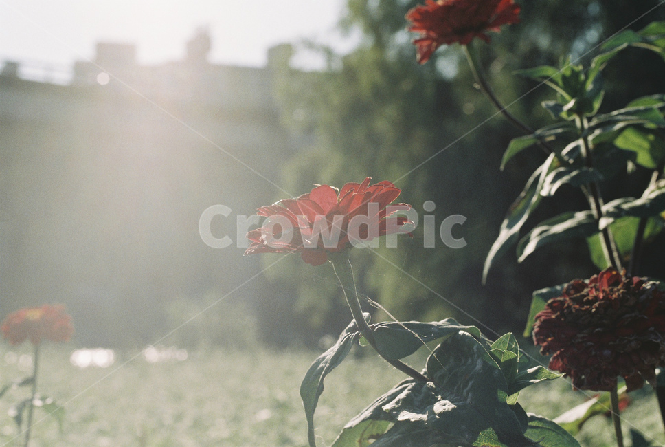 장미,봄,5월,may,spring,하늘,blue,pink,plant,flower,floral,lofi,꽃,tree,나무,retro,film,filmphotography,vintage,표지,red