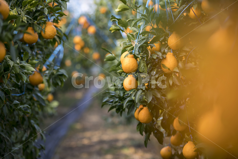 plant,식물,fruit,과일,food,음식,citrusfruit,감귤류과일,한라봉,하우스,재배,초록,노랑,제주,제주도