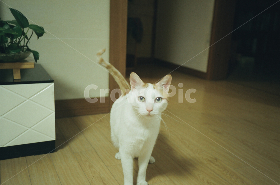 고양이,반려묘,반려동물,동물,포유류,cat,animal,실내,indoor,wood,나무,flooring,floor,바닥,mammal,pet,응시하는고양이