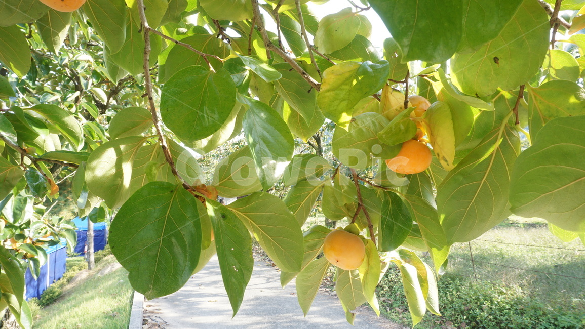 가을,감,감나무,계절,수확,주황색,식물,자연,plants,nature,과일,열매,fruit