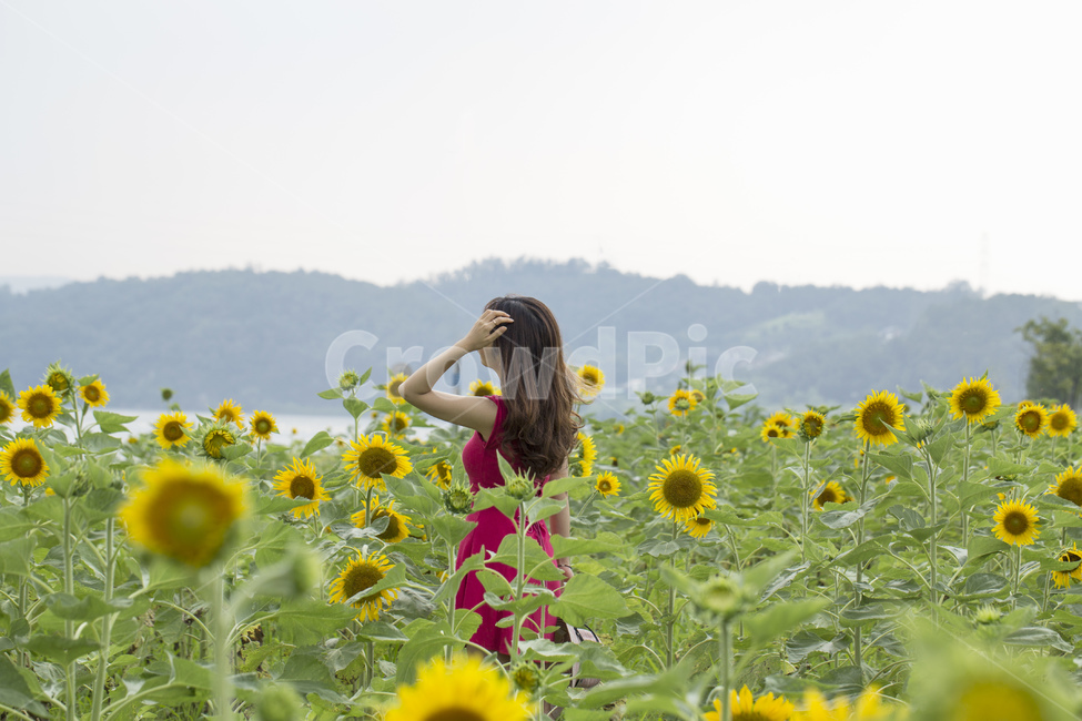nature,pose,yellow,back,flower garden,sunflower,flower,outdoor,plant,sight,female
