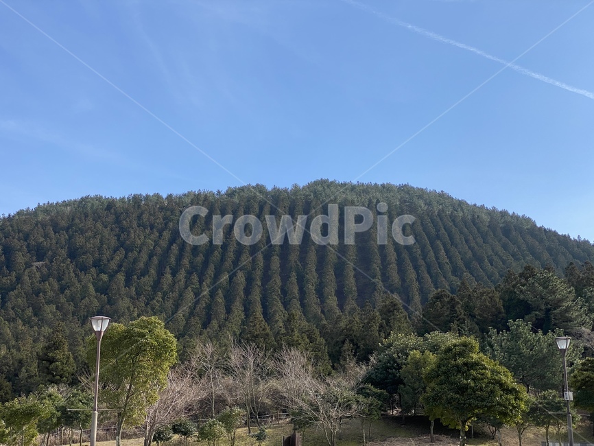 nature,자연,outdoors,옥외,forest,숲,나무,산림
