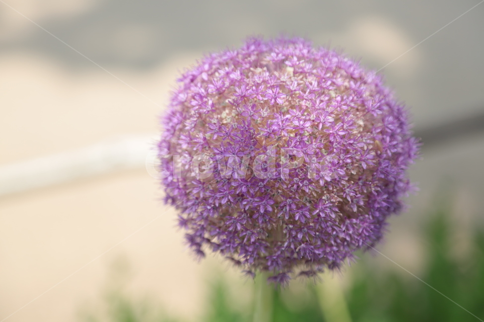 꽃,자연,한송이,꽃한송이,이름모름,식물,자연,plants,nature,꽃,flower