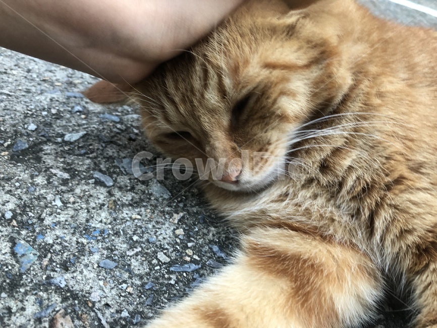 고양이,길고양이,고양이발,고양이손,귀여운,동물,animal,포유류,mammal,고양이,cat,kitten,kitty