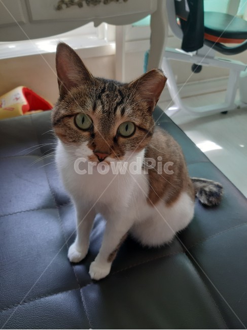 고양이,코리안숏컷,암컷고양이,중성화,냥이,동물,animal,포유류,mammal,고양이,cat,kitten,kitty