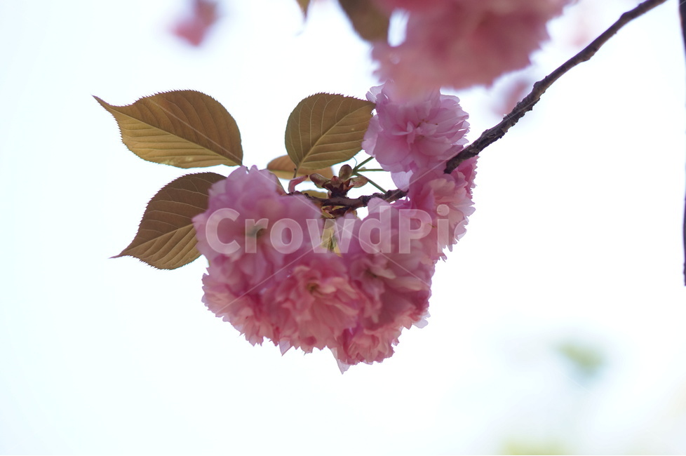 겹벚꽃,왕벚꽃,핑크,봄,하늘,풍경,봄,계절,spring,season,식물,자연,plants,nature,꽃,flower,plant,blossom