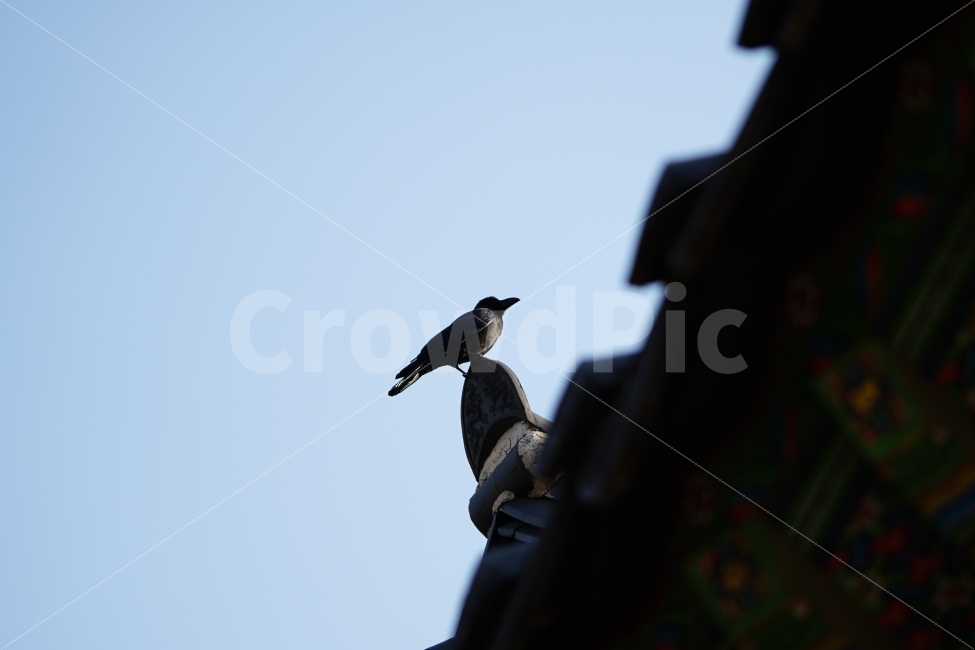 까마귀,새,조류,동물,나무,하늘,크로우,레이븐,crow,raven,bird,animal,풍경,landscape,역광,자연,nature,동물,animal,조류,새,birds