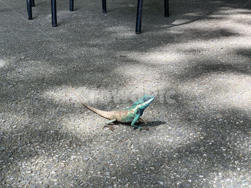 태국,동남아,칸차나부리,야생,이구아나,동물,animal,동물,animal,파충류,양서류,reptile,amphibian