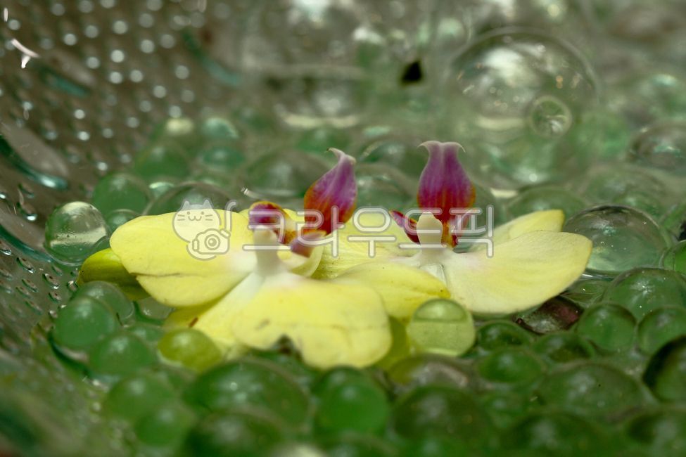 spring flowers,western orchid,yellow,orchid flower,flower