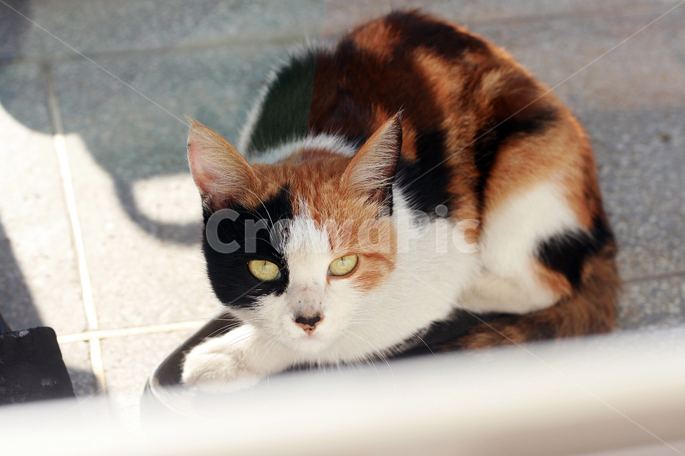 고양이,얼룩무늬,삼색고양이,집고양이,웅크린고양이,얼룩고양이,동물,animal,포유류,mammal,고양이,cat,kitten,kitty