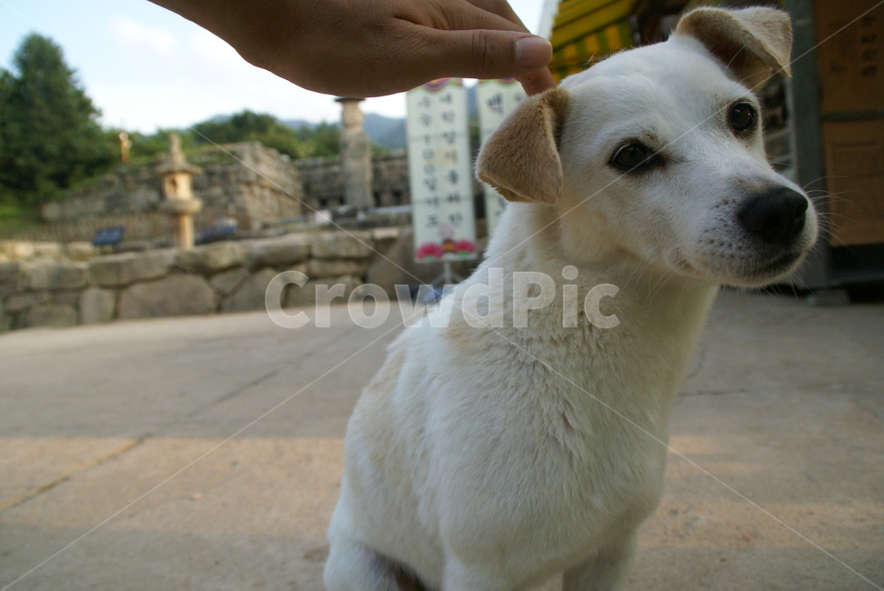 강아지,동물,반려견,반려동물,개,흰둥이,교감,animal,dog