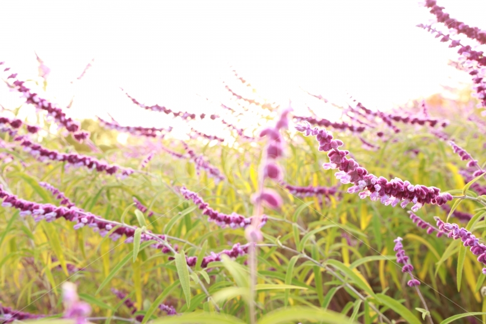 라벤더,꽃,보라색,공원,가을,park,풍경,purple,landscape,식물,자연,plants,nature,꽃,flower
