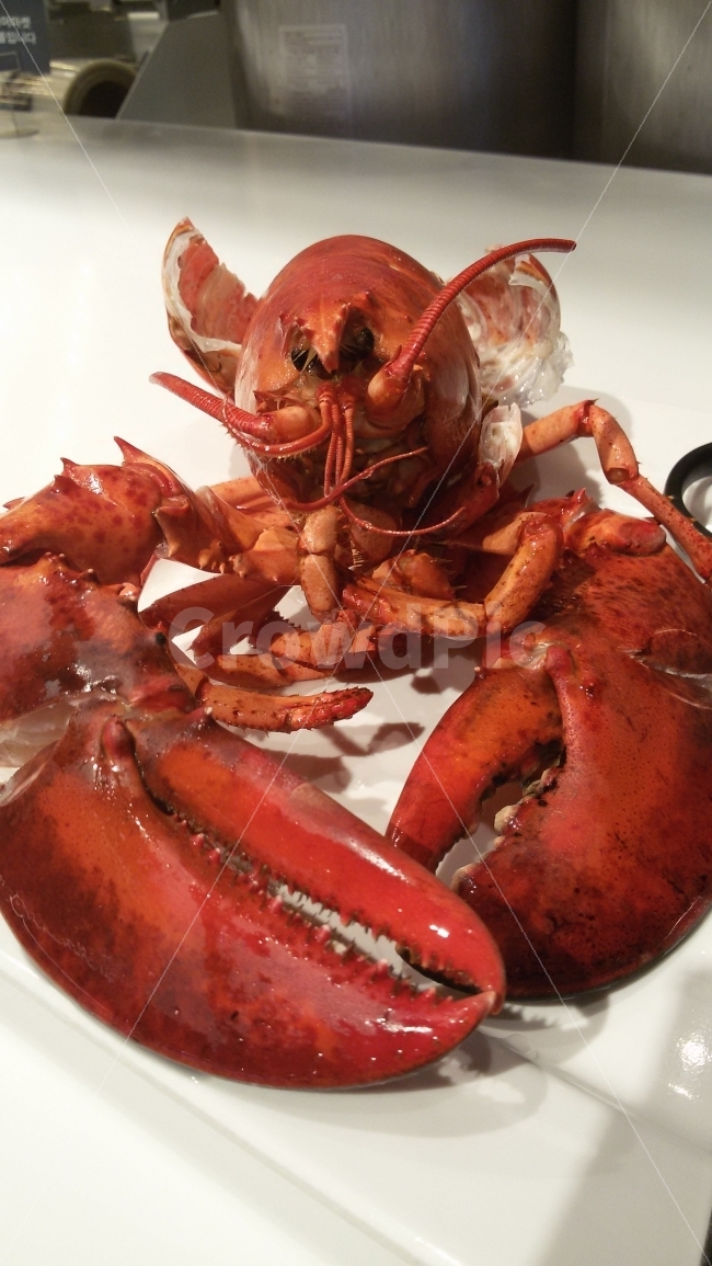 랍스터,해산물,가재,음식,맛집,음식,식재료,요리,food,cook,meal,dishes,food reserves,수산물,해산물,fishery products,seafood