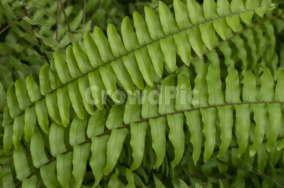 고사리,양치식물,식물,녹색잎,잎,식물,자연,plants,nature