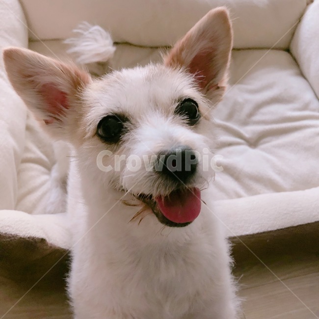 강아지,개,귀여운,쫑긋,혀,dog,동물,animal,포유류,mammal,개,강아지,dog,doggy