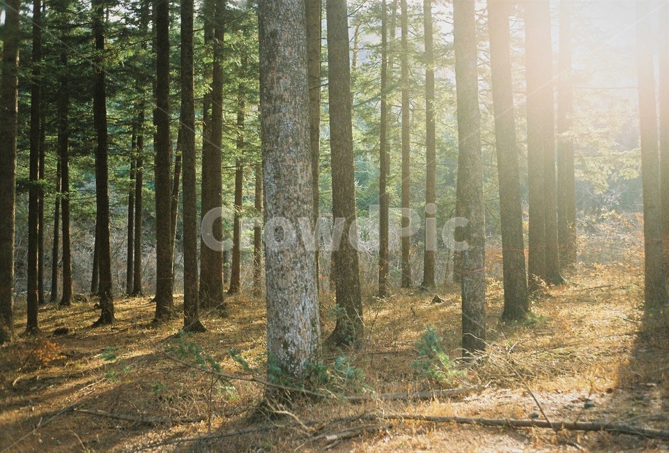 산책로,boardwalk,공원,겨울,나무,숲,자연,풍경,탄천,풀,식물,녹지,plant,nature,tree,forest,woodland,휴식,힐링,rest,relaxation,healing