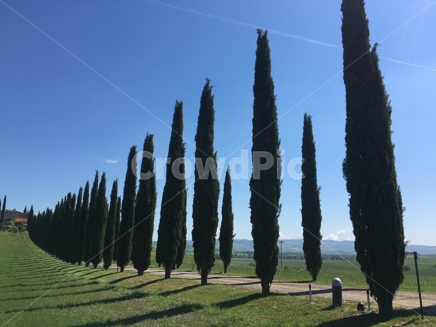 나무,풍경,유럽풍경,자연,식물,멋진풍경,tree,nature,plant,grass,잔디