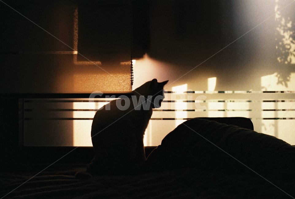 고양이,실루엣,그림자,동물,cat,shadow,silhouette,animal,포유류,어둠,실내,indoor,반려동물,필름,필름사진,film,동물,animal,포유류,mammal,고양이,cat,kitten,kitty